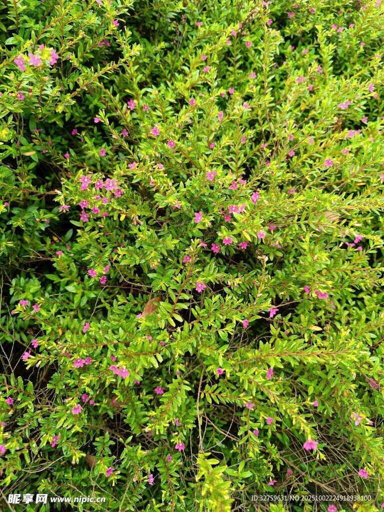 繁茂绿植中的点点繁花