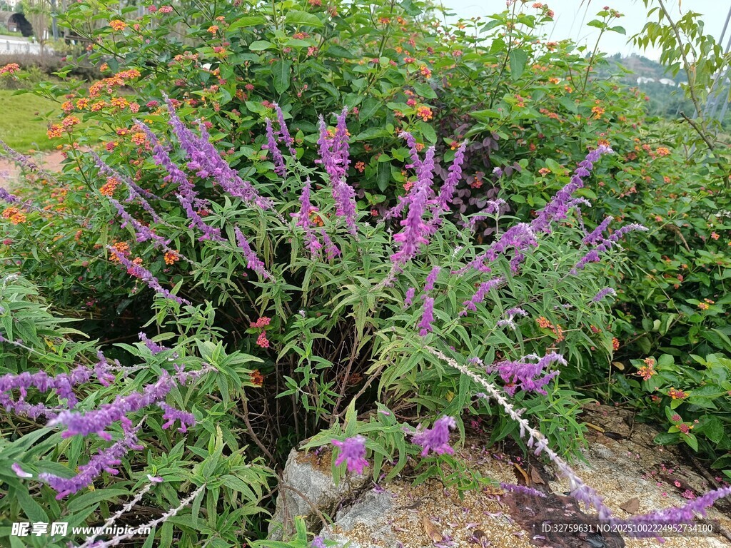 紫色花卉绿植景观