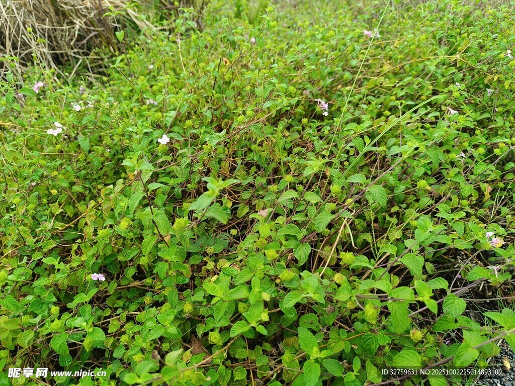 绿意盎然的茂盛植物