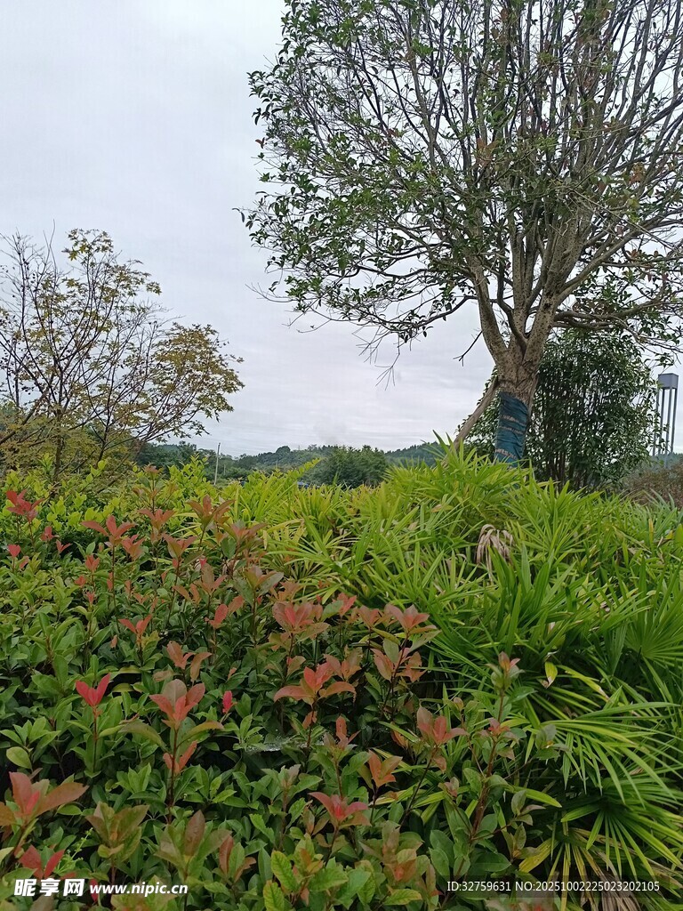 绿意盎然的户外植物景观