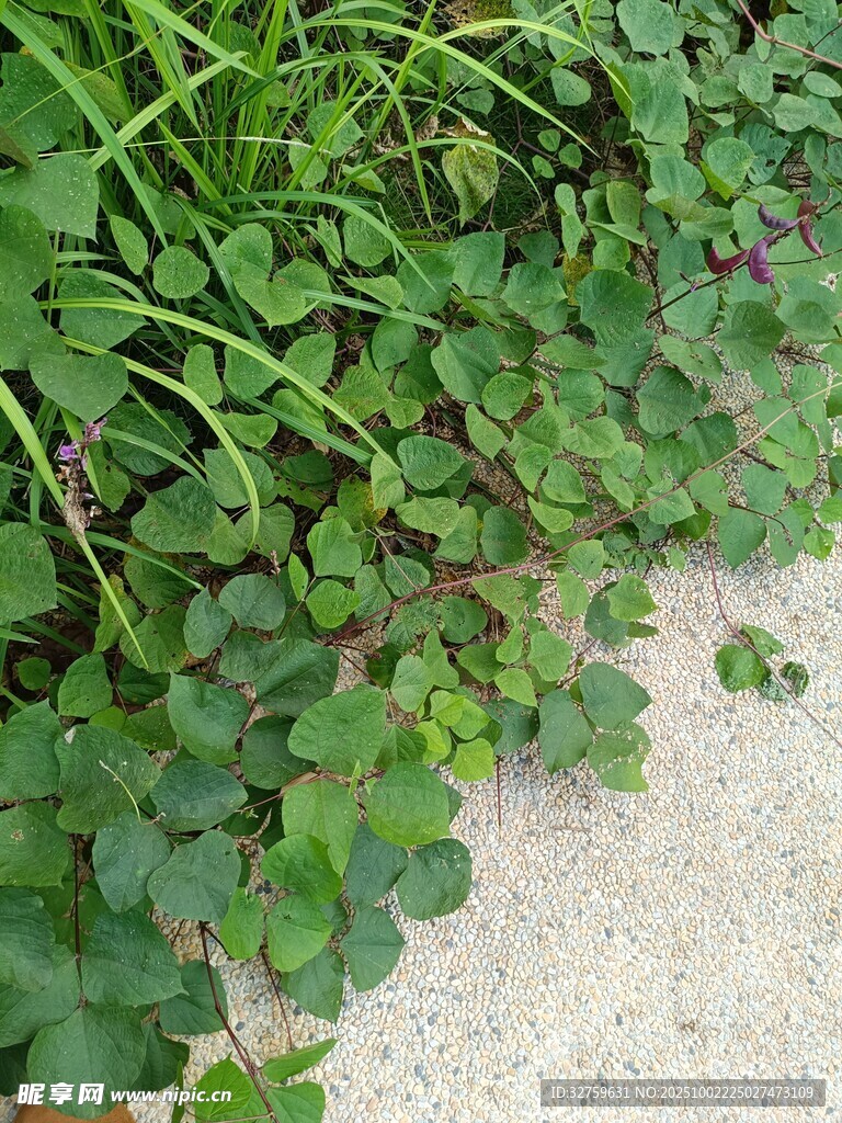 路边的三叶草植物景观