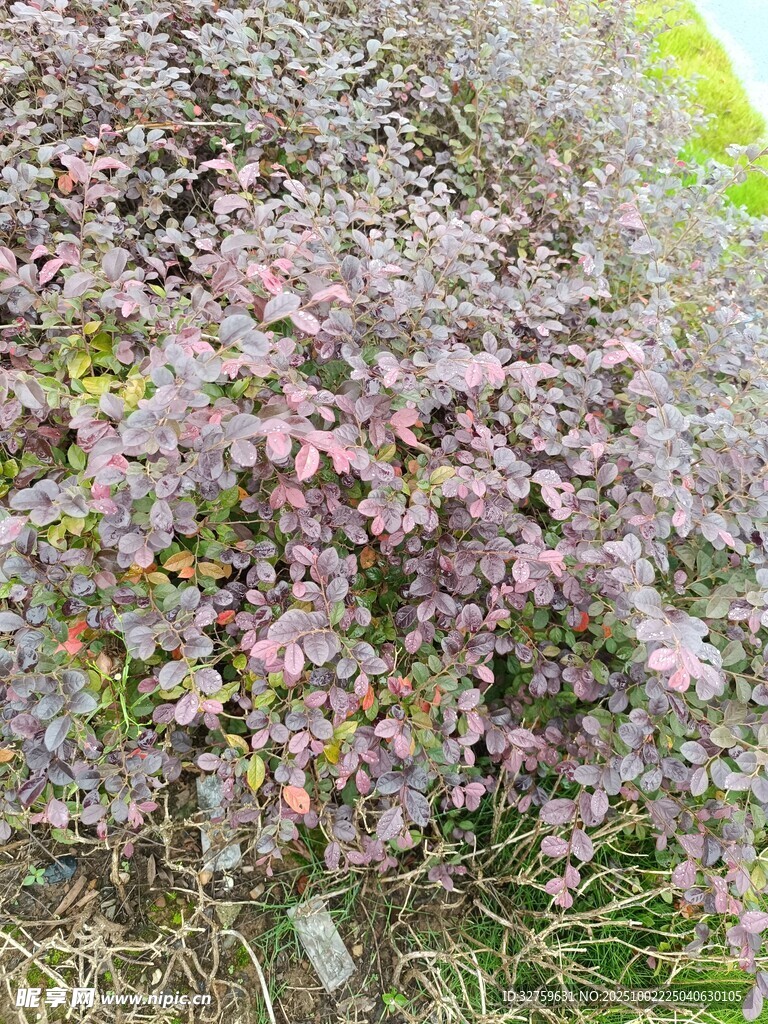 繁茂紫叶植物景观