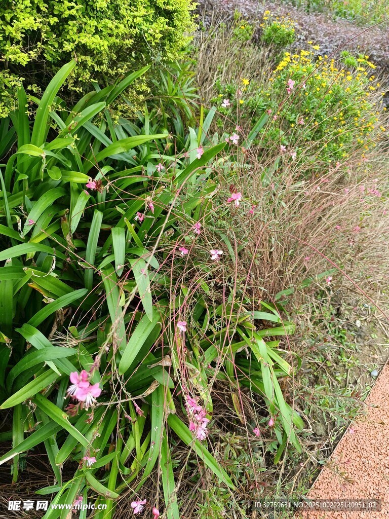 路边翠绿植物与粉色小花
