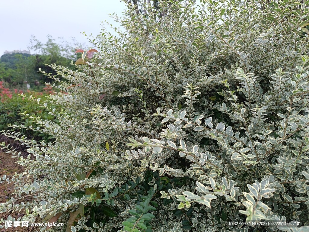 银叶植物特写
