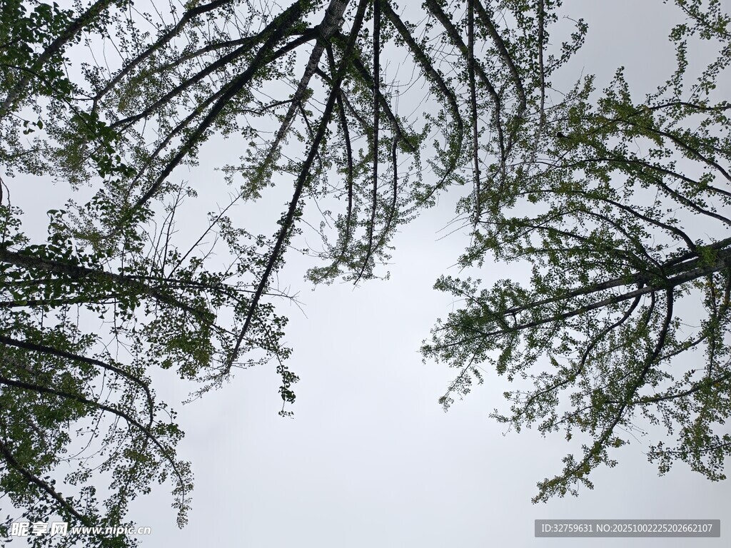 仰视树枝与天空景象
