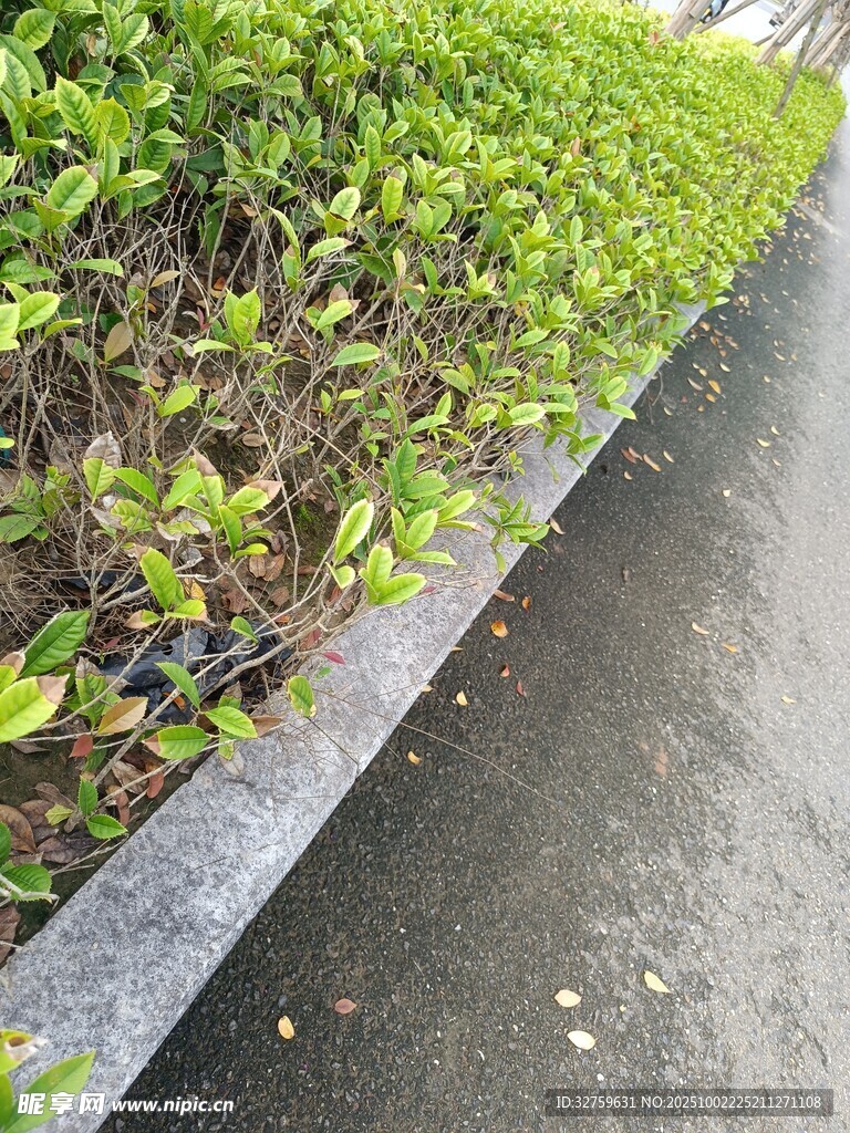 路边绿植景观