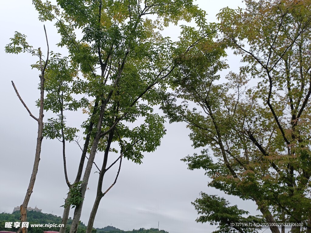 秋日山林中的树木景观