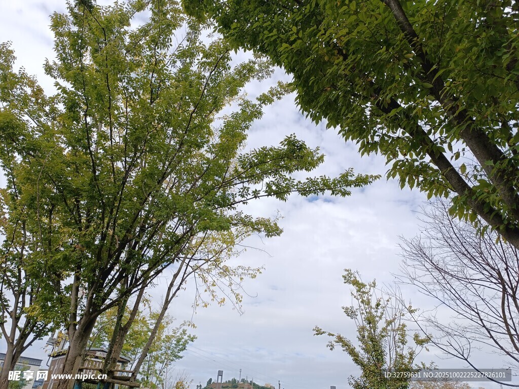 绿树蓝天间的清新景致