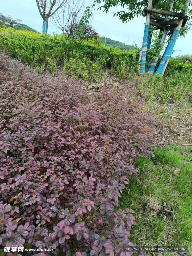 紫色植物景观