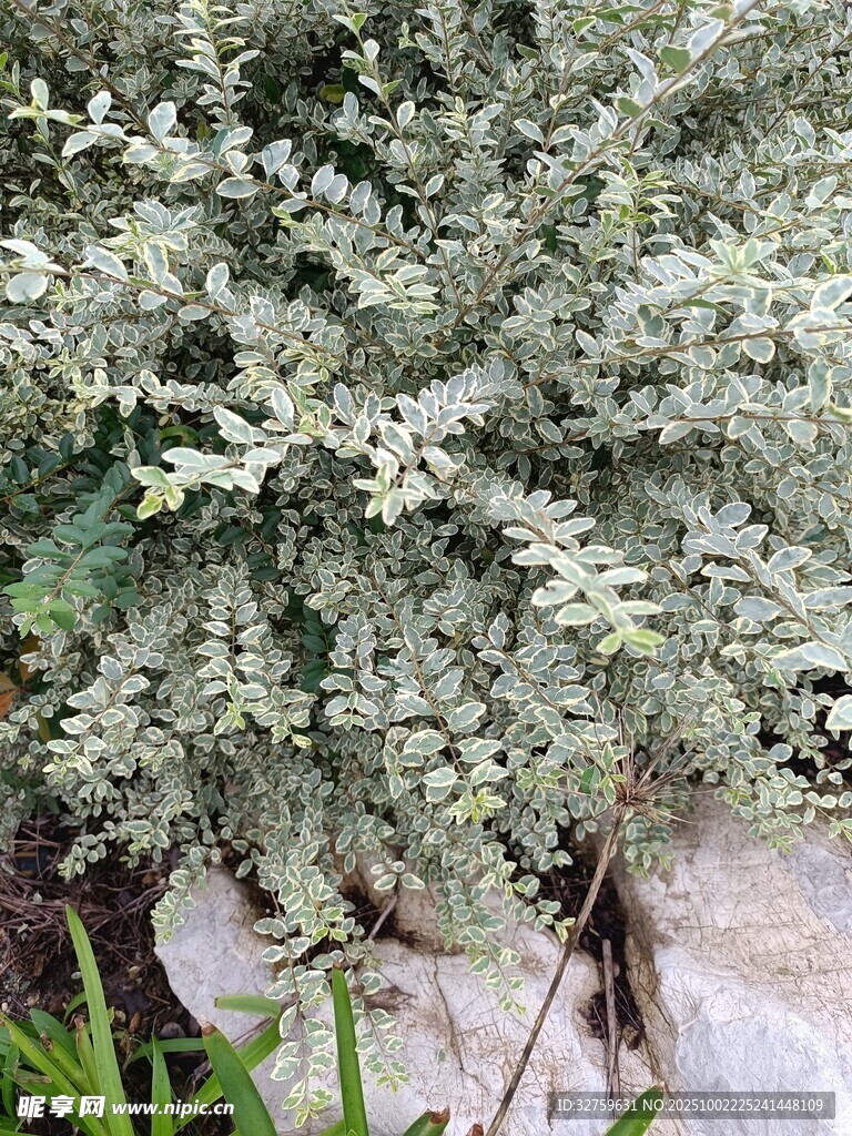 银叶植物特写