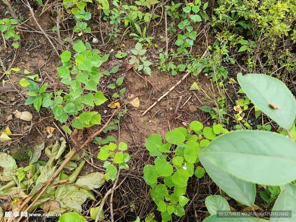 地面上的嫩绿植物