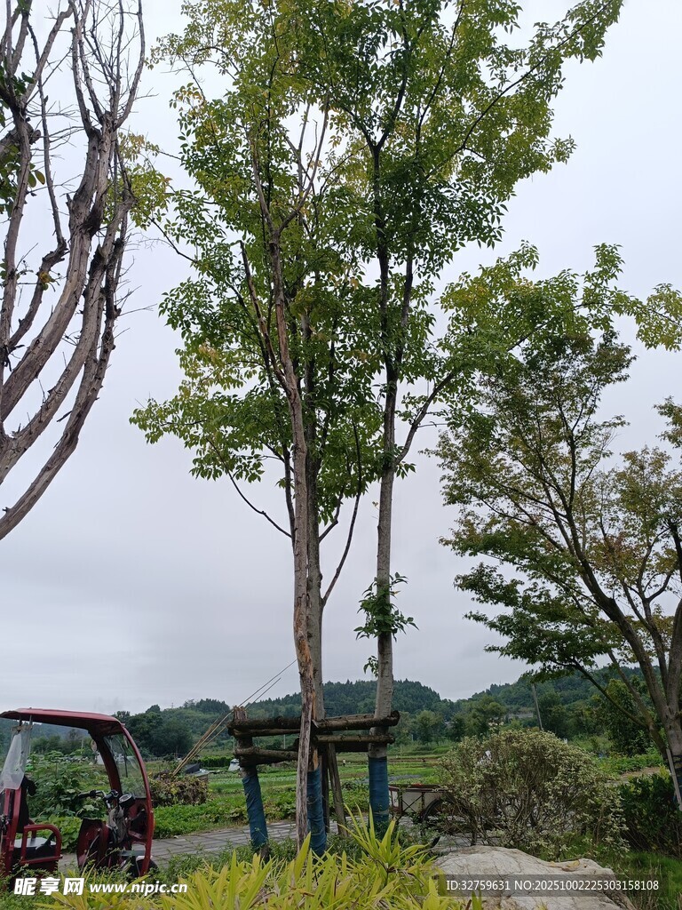 户外绿树景观