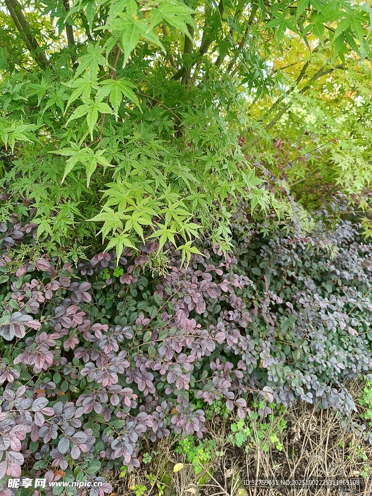 多彩植物景观