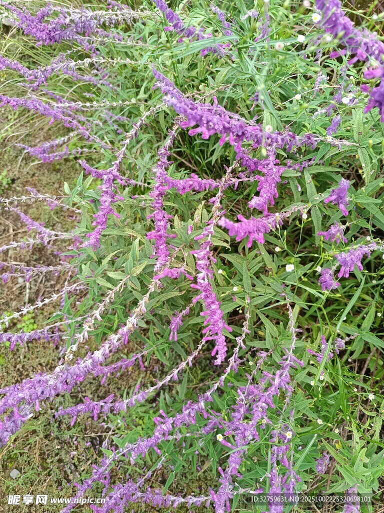 紫色鼠尾草花卉特写