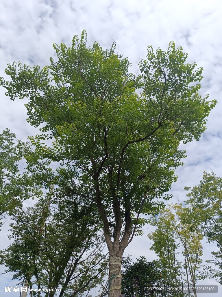 挺拔绿树映灰白天空
