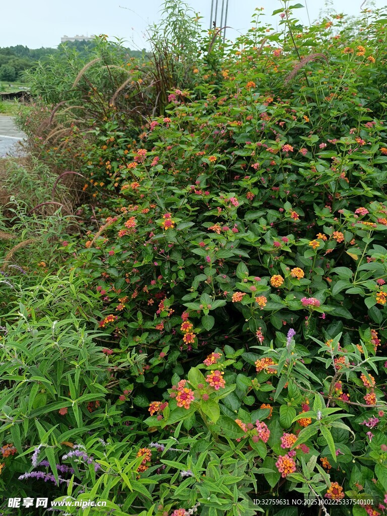 野外繁茂绿植与鲜艳果实