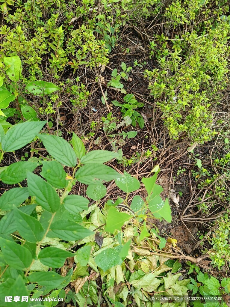 茂密绿植景象