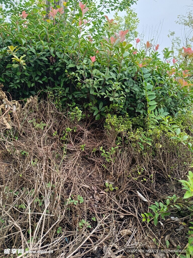 野外绿植与枯草景观