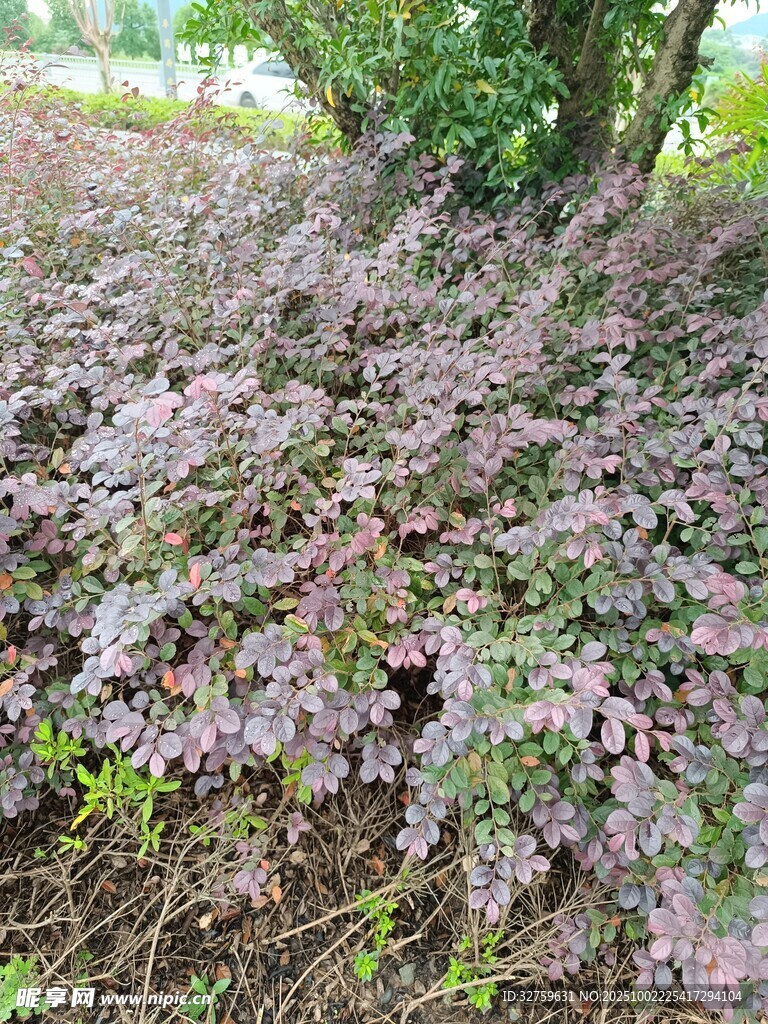 地面紫叶植物景观