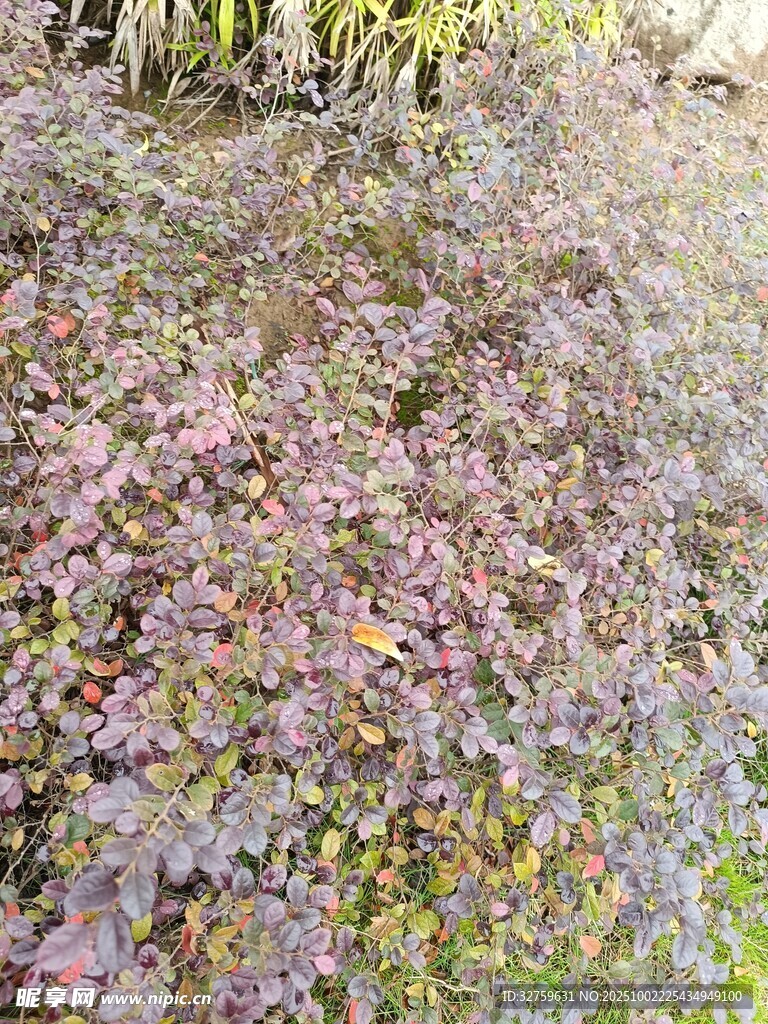 多彩植物景观