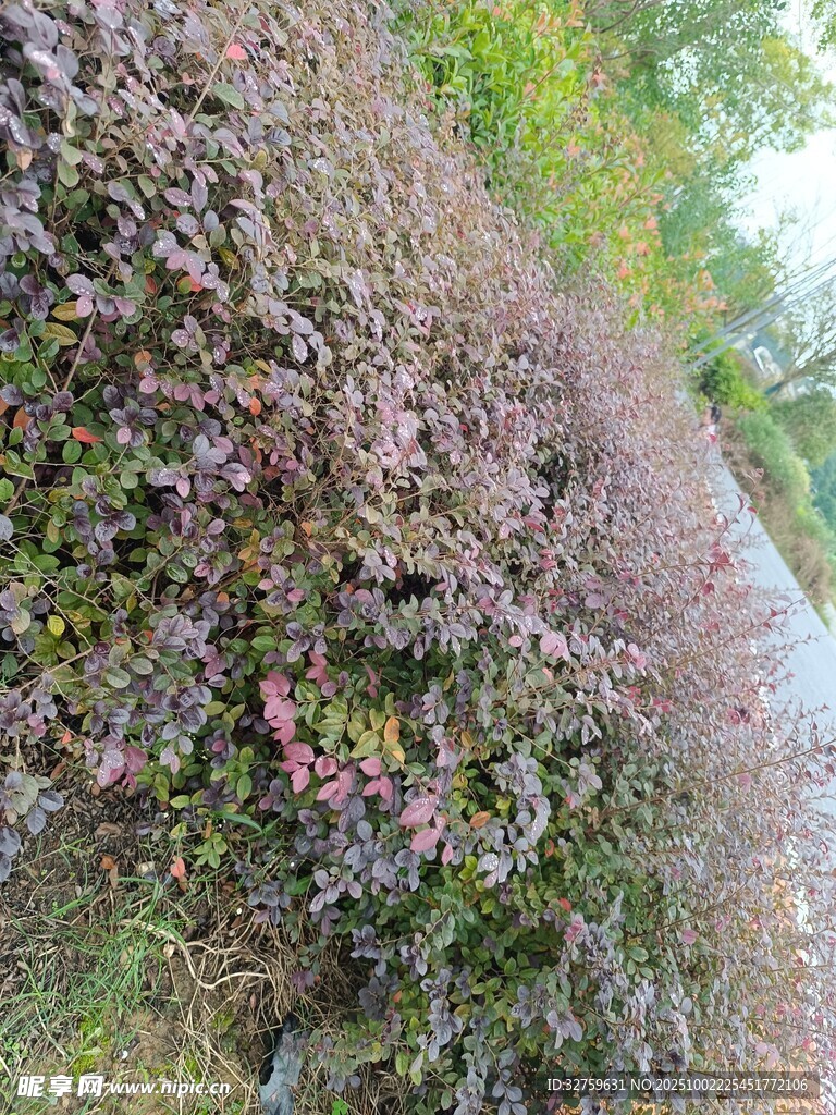 山坡上繁茂的紫色植物