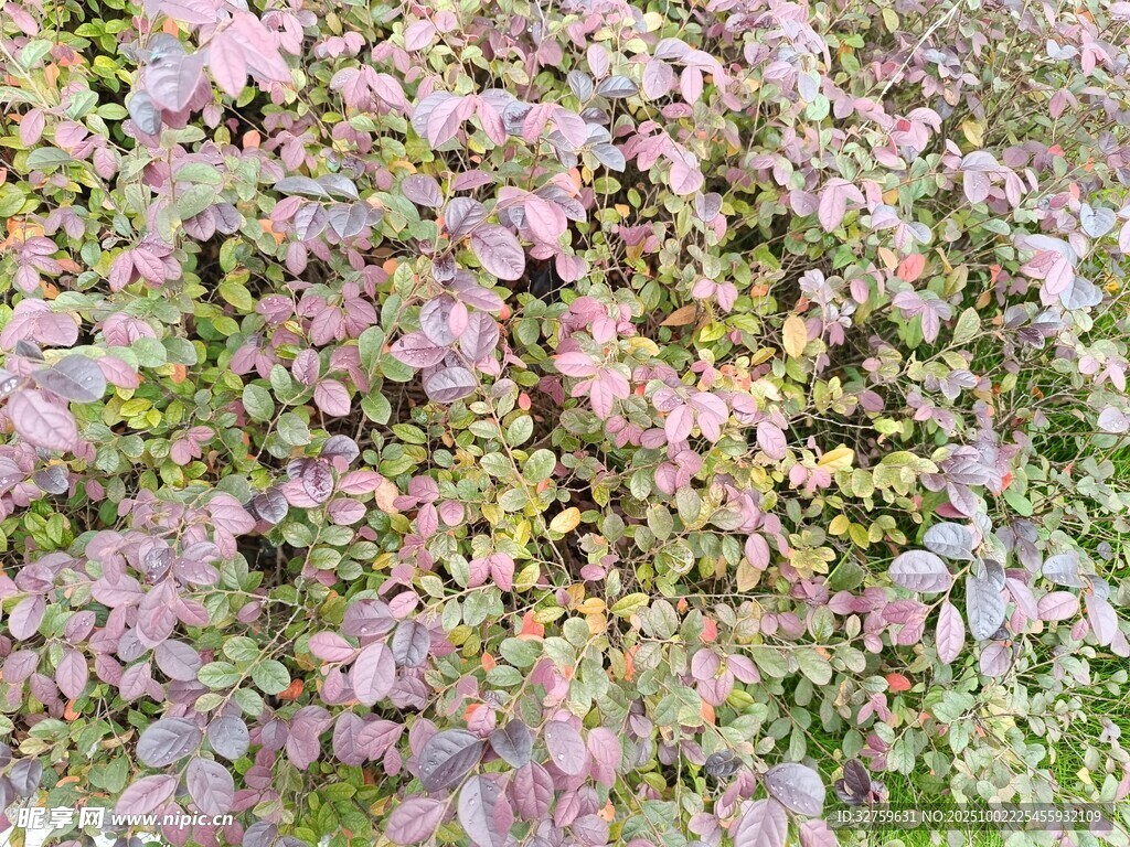 繁茂粉色花丛景观