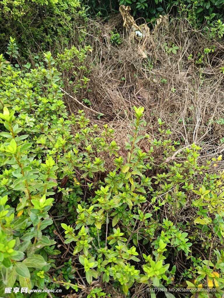 繁茂绿植中的枯枝景象