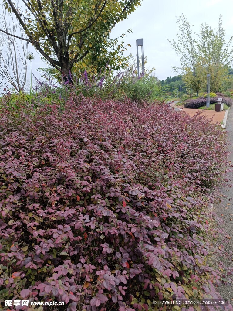 紫叶植物景观