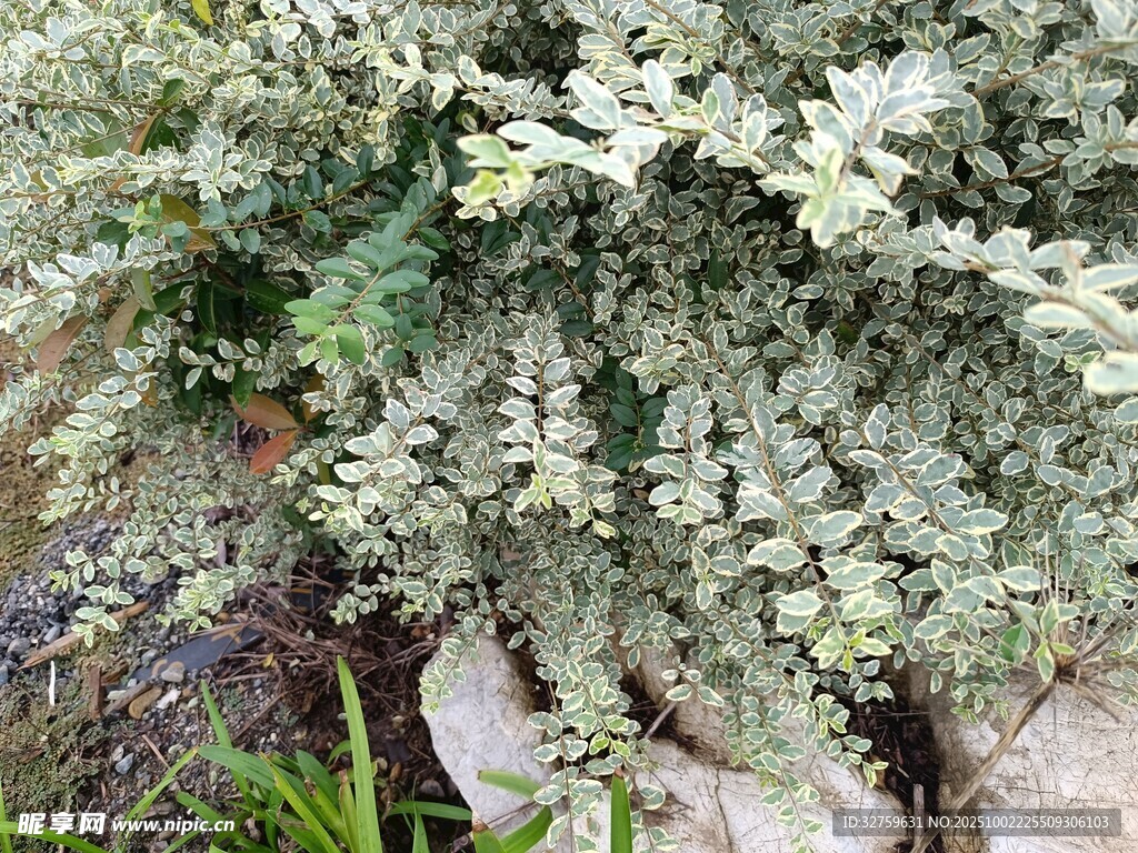 银叶植物特写