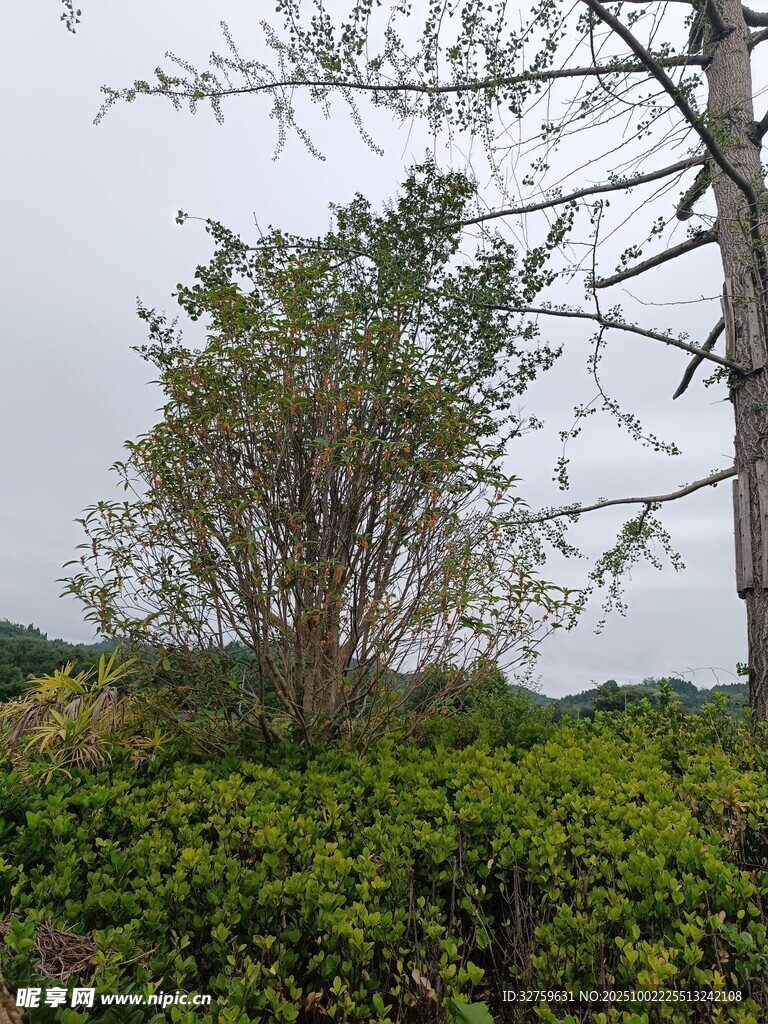 野外绿植景观
