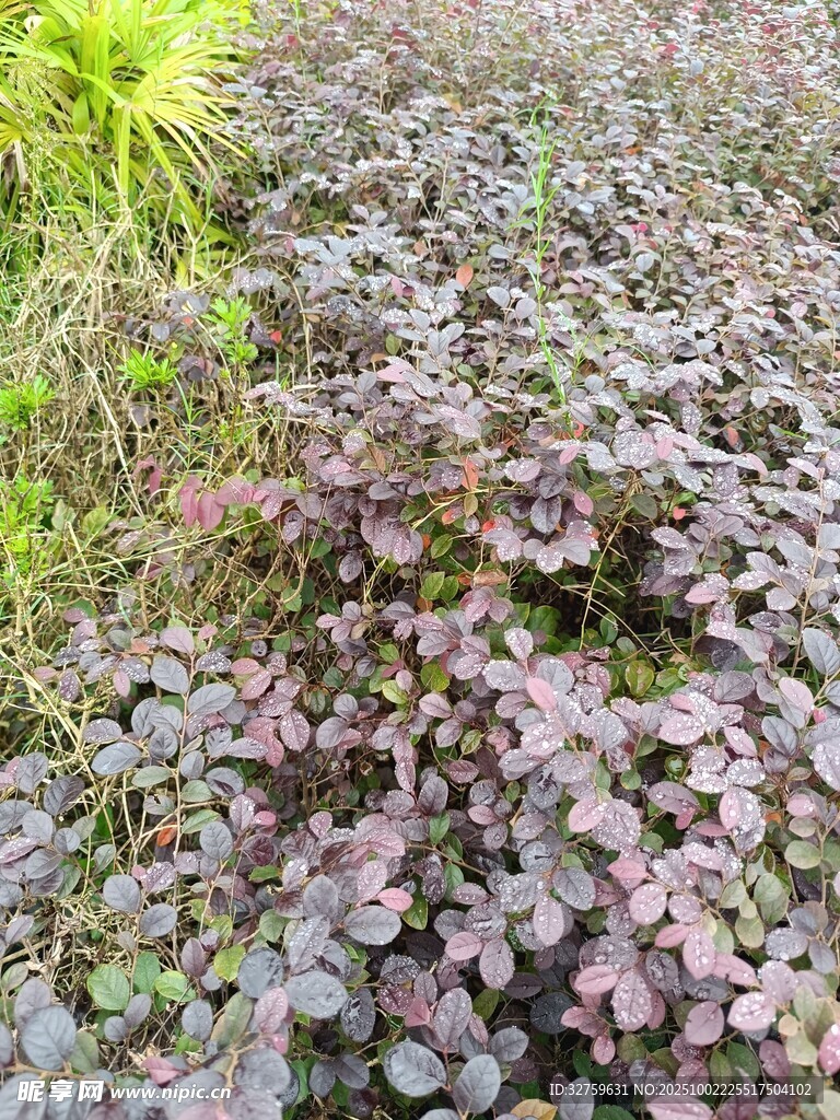 紫叶酢浆草植物景观