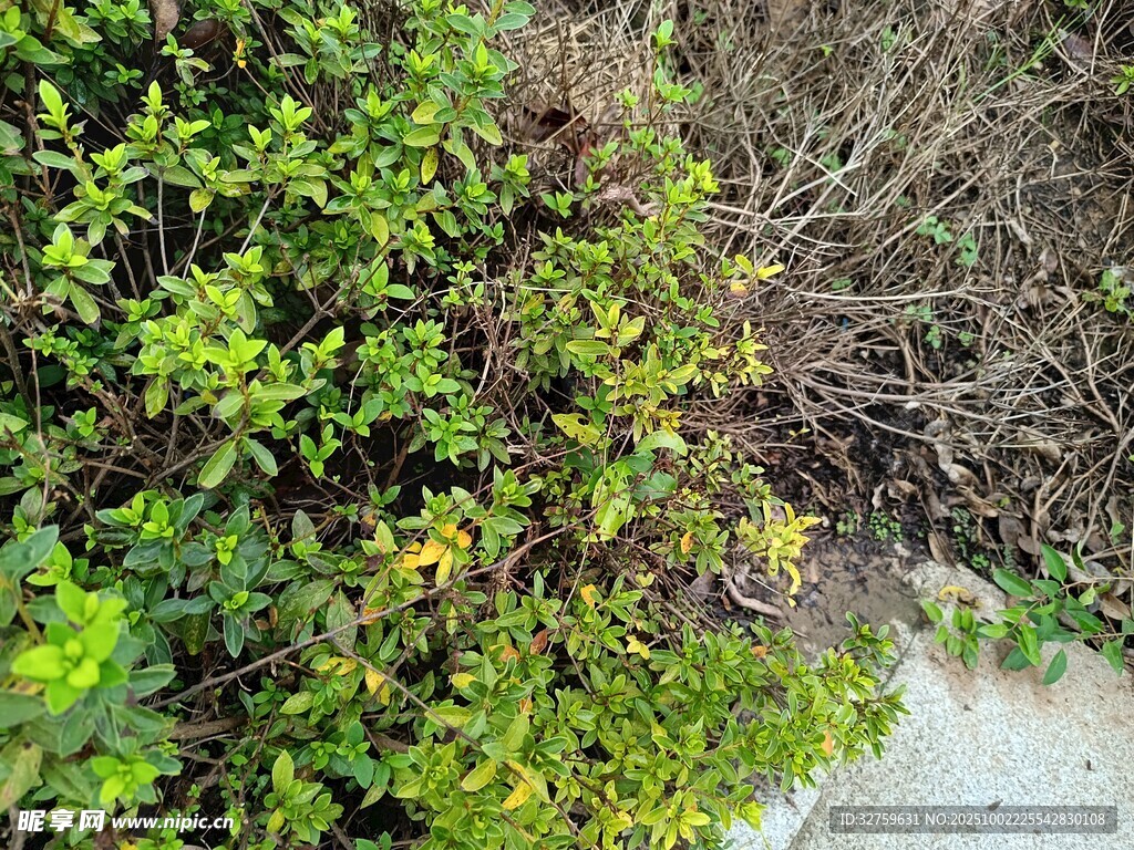 绿叶与枯枝对比景象
