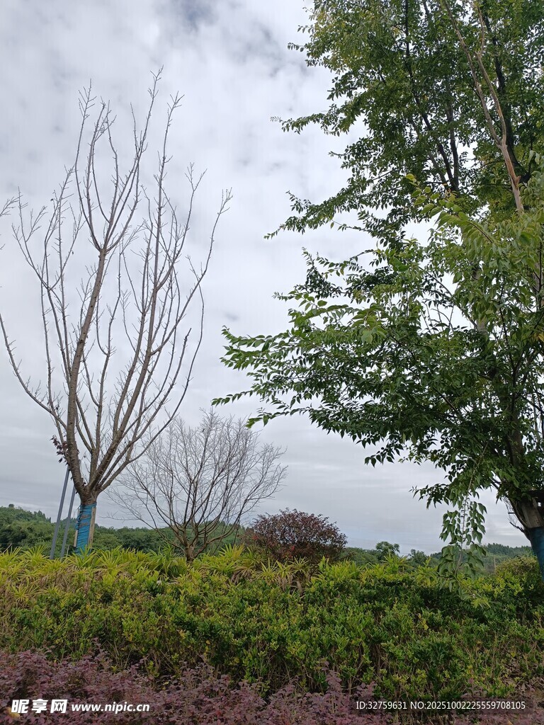 户外树木绿植景观画面