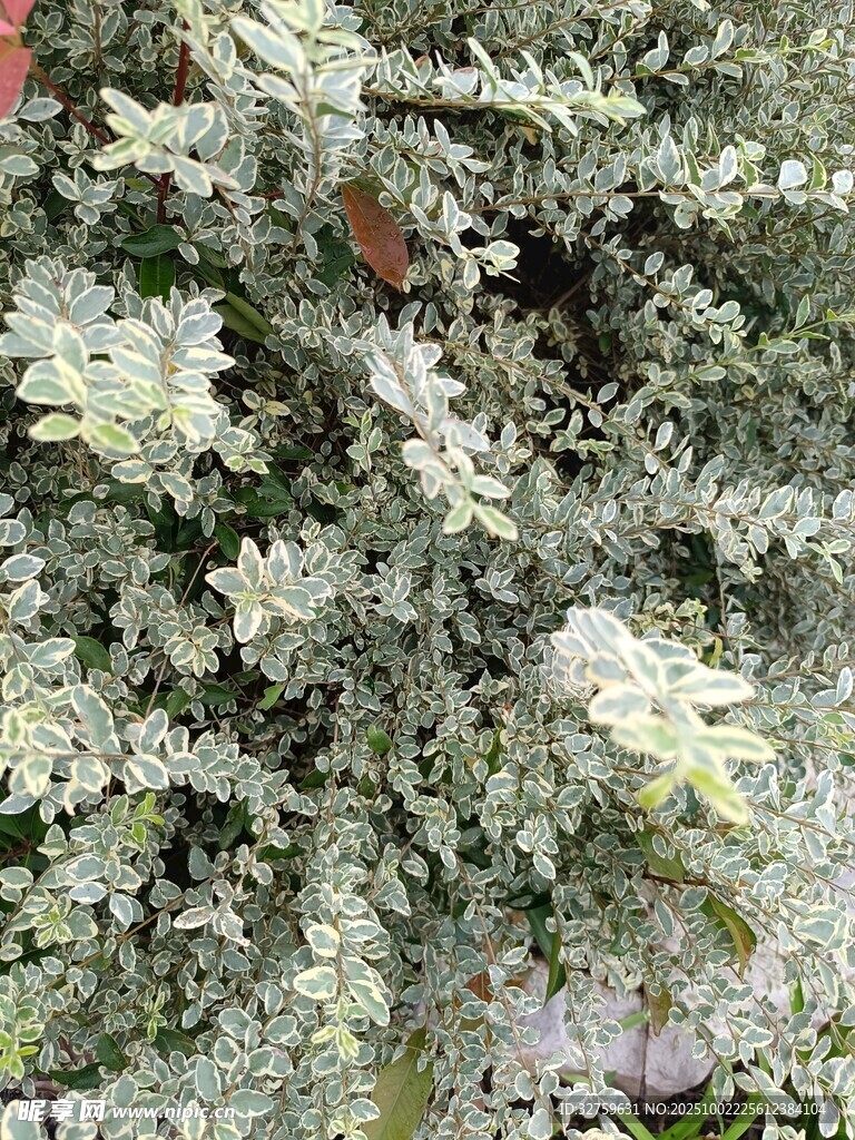 白色花卉植物特写