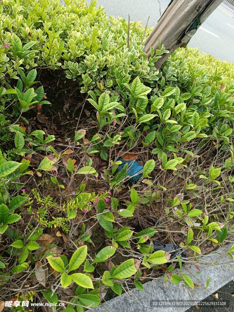 绿叶繁茂的花园一角