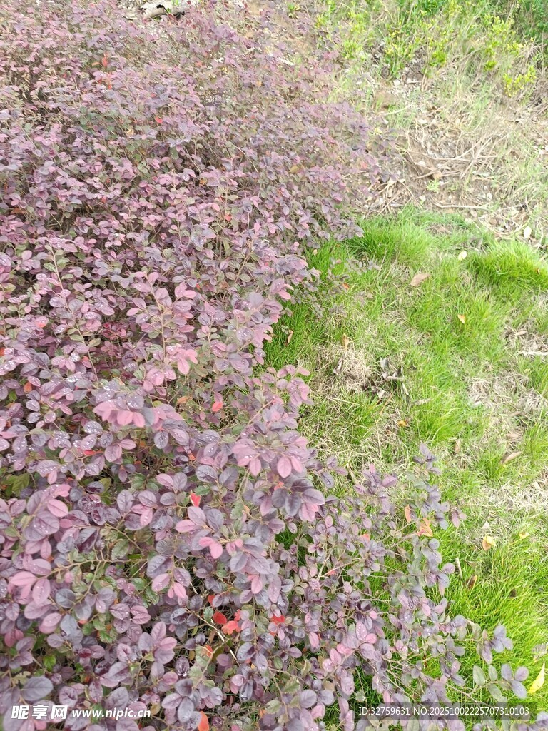 紫色绿植与草地景观