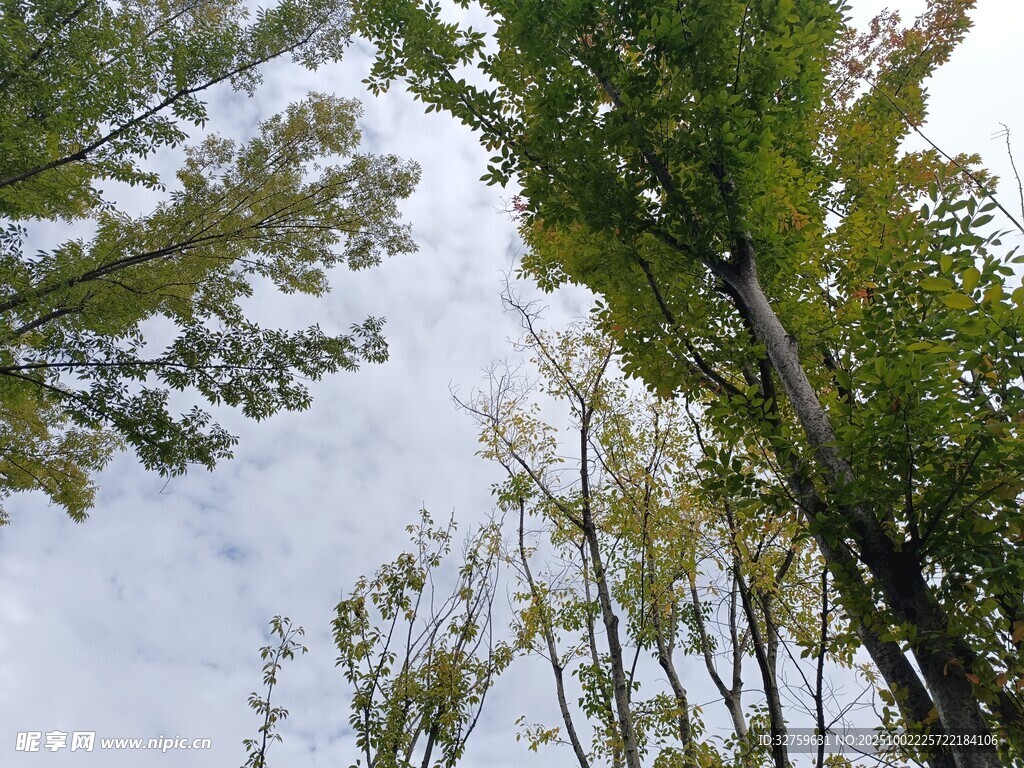 仰视茂密树林中的天空