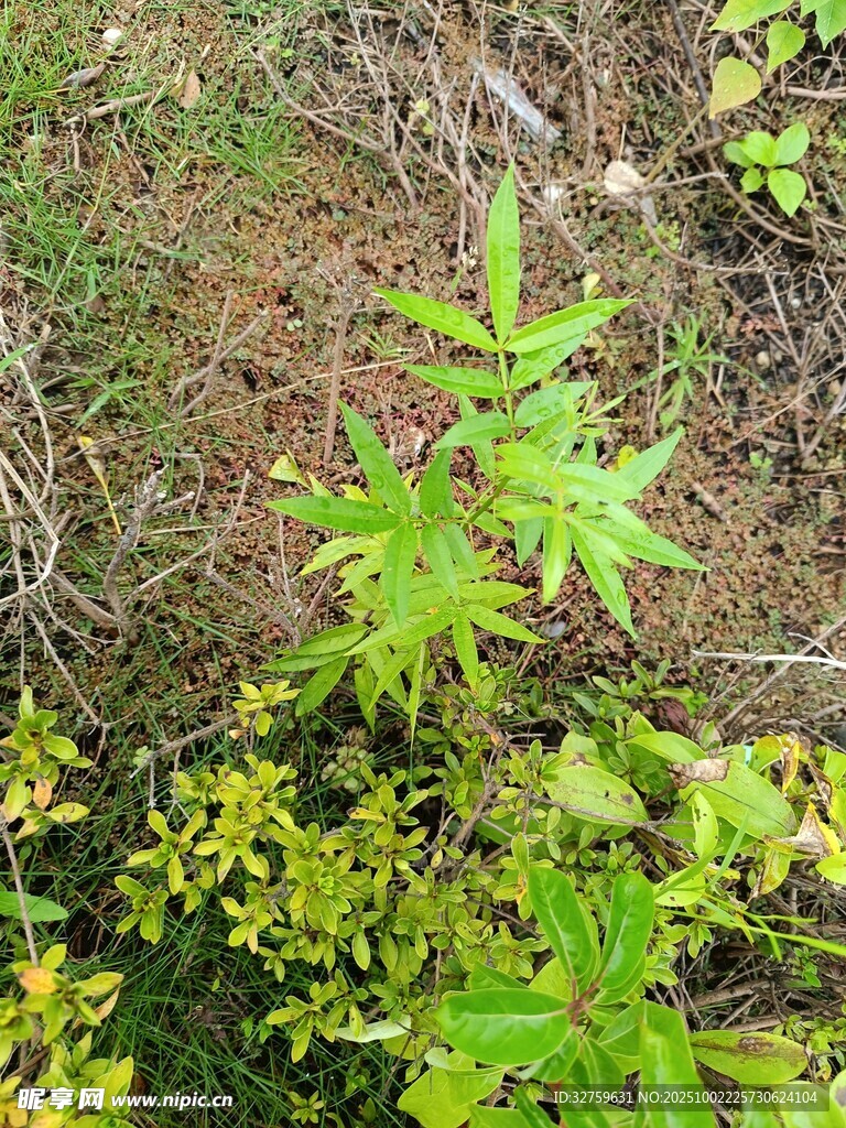 野外生长的嫩绿植物