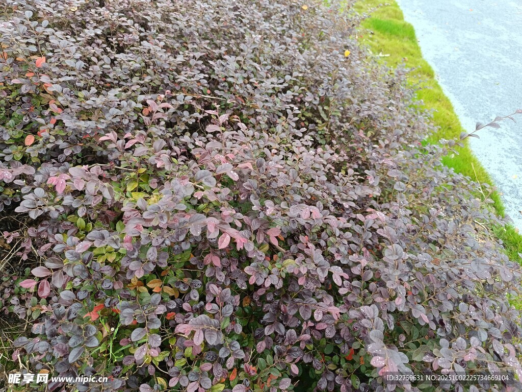 紫色灌木丛景观