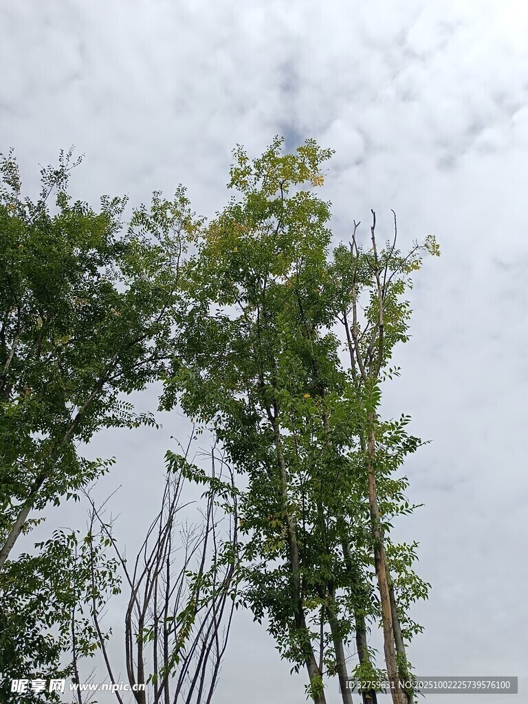 绿树映灰天景象