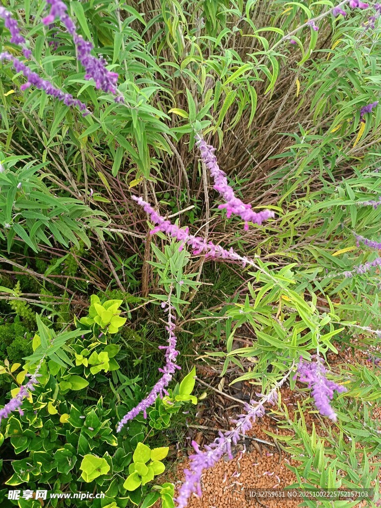 紫色花卉与绿植相映成趣