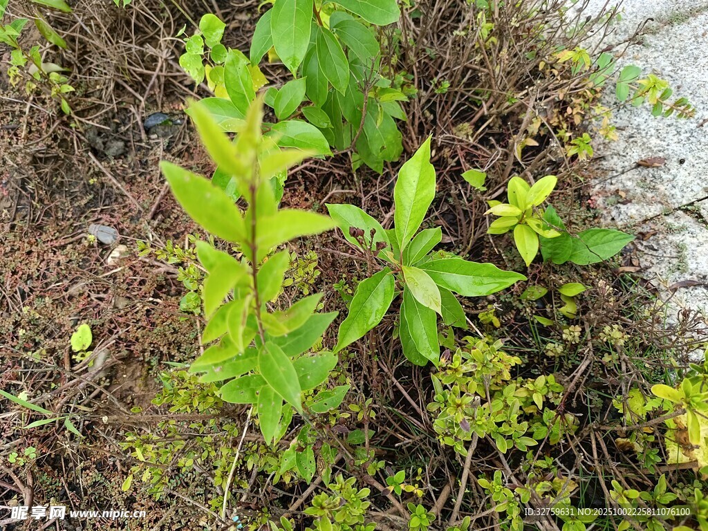 地面上的绿色植物群落