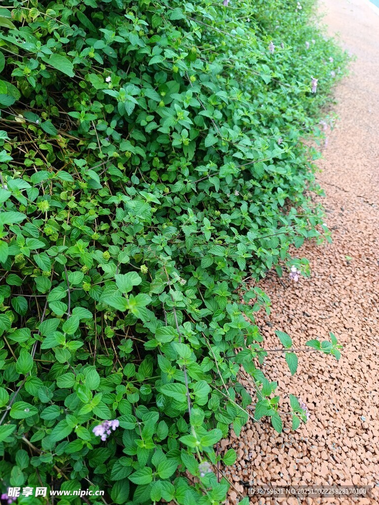 路边翠绿繁茂的蔓生植物