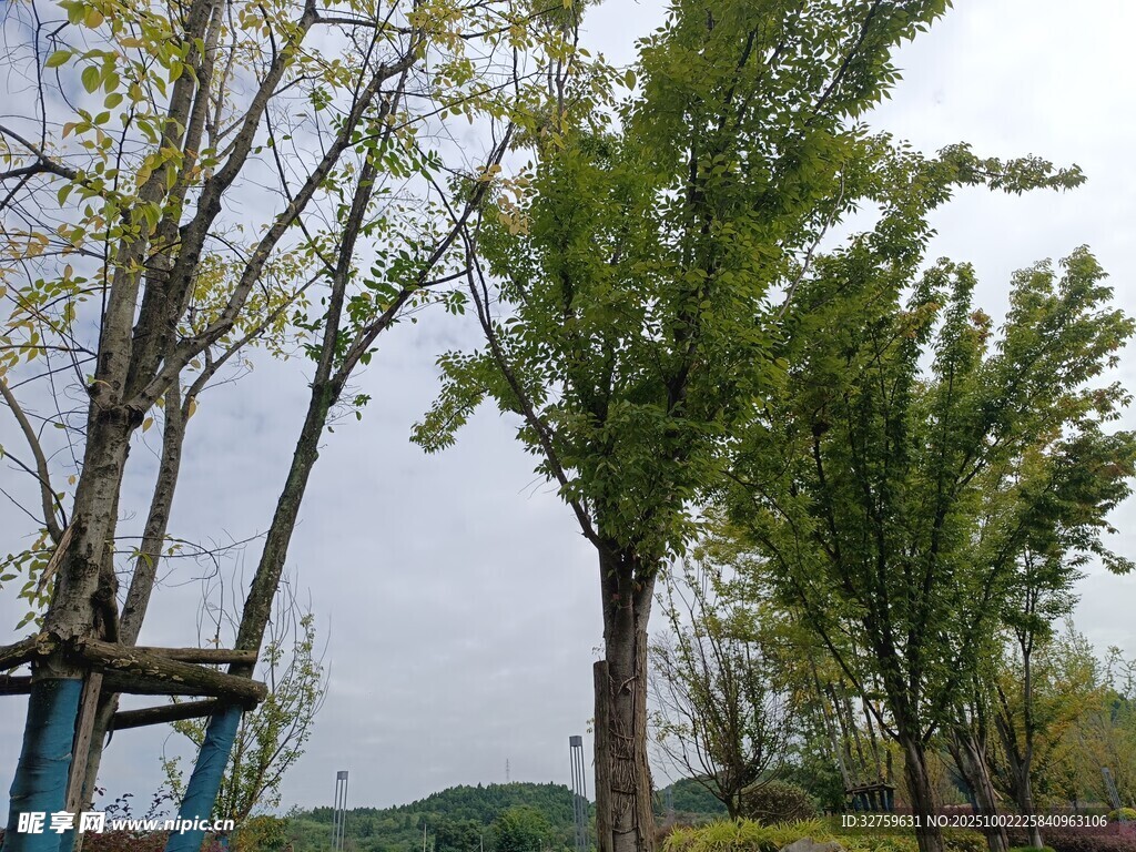 户外绿树风景