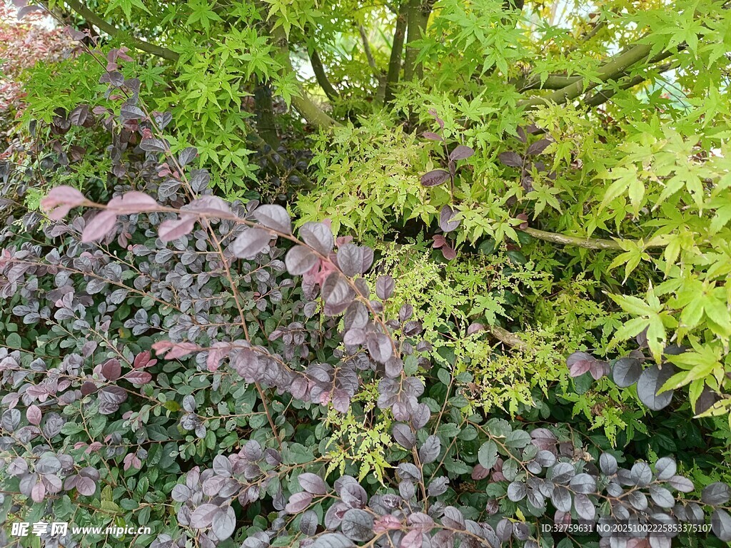 多彩植物景观