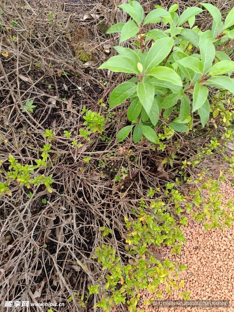 地面上的植物与杂乱根茎