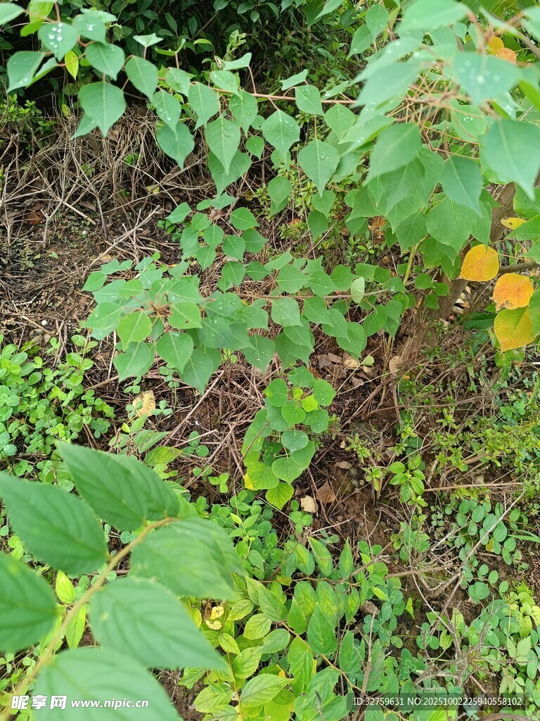 野外绿植景象