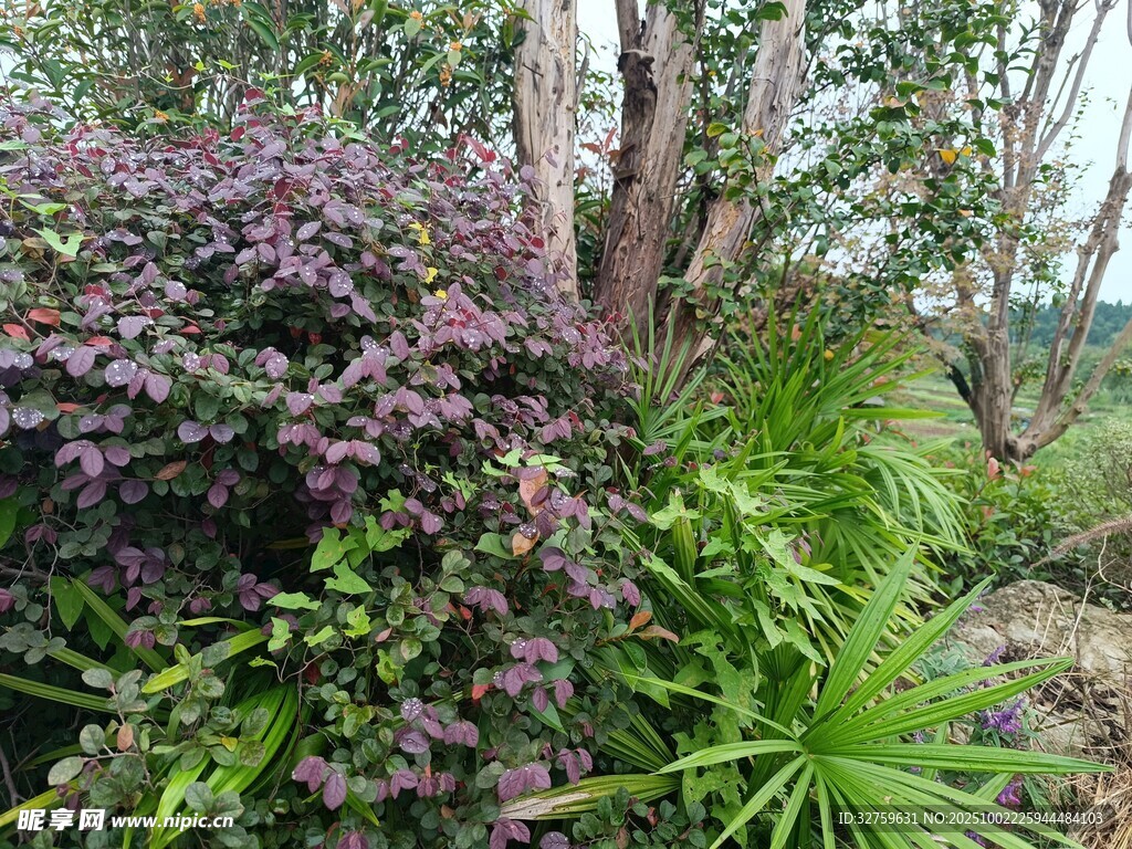 繁茂绿植景观