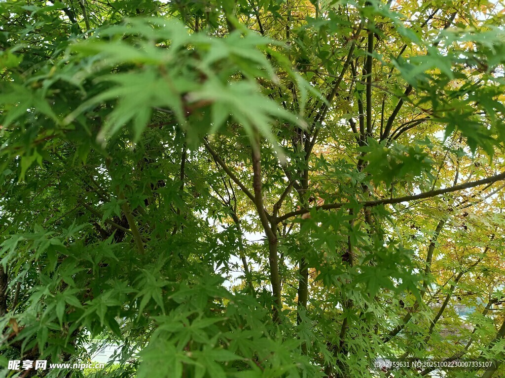 翠绿繁茂的树木枝叶