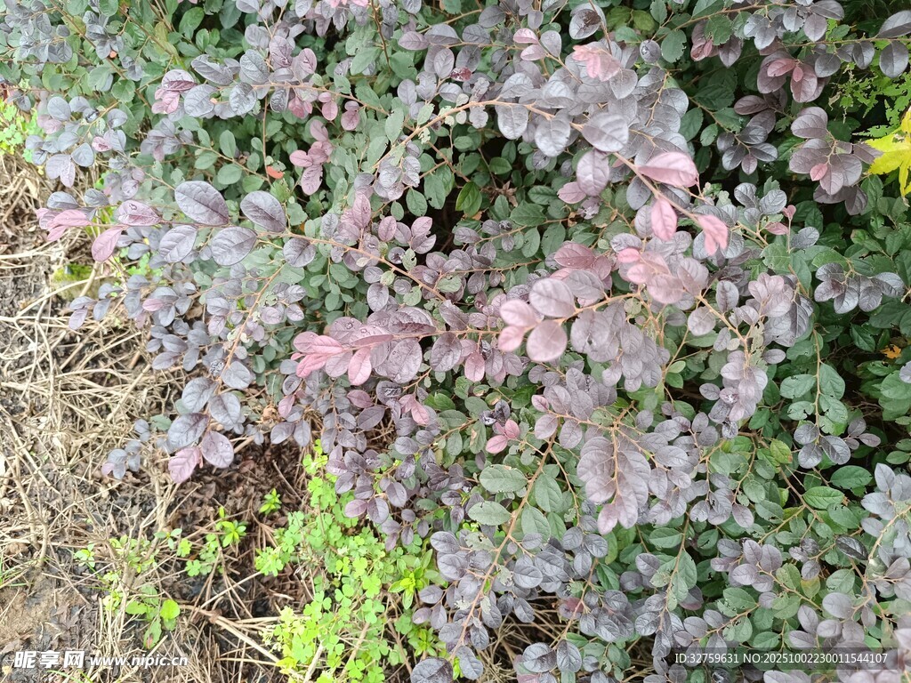 紫叶植物景观